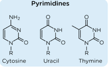<ul><li><p>Cytosine</p></li><li><p>Uracil</p></li><li><p>Thymine</p></li></ul><p></p>