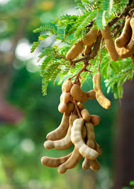 <p><strong>Common Name</strong>: Tamarind, sampalok</p><p><strong>Parts Used</strong>: Root, stem, fruit, leaf, flowers</p><p><strong>Use/s</strong>: Antidiabetic, antimicrobial, antivenomous, antioxidant, antimalarial, hepatoprotective, anti-asthmatic</p><p><strong>Major Metabolites</strong>: Polyphenols, terpenoids, organic acids, fatty acids, tannins</p>