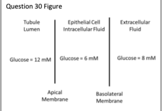 <p>Glucose must be moved from a tubule lumen through an epithelial cell layer and into the extracellular fluid</p><p>where it will then enter a capillary. The relevant glucose concentrations are shown in the figure.<br><br>To move glucose from the lumen side of the epithelium to the capillary side of the epithelium, the apical</p><p>membrane should use __________________ and the basolateral membrane should use _________________.</p><p>a. Facilitated diffusion/Facilitated diffusion</p><p>b. Activate transport/Active transport</p><p>c. Activate transport/Facilitated diffusion</p><p>d. Facilitated diffusion/Activate transport</p>