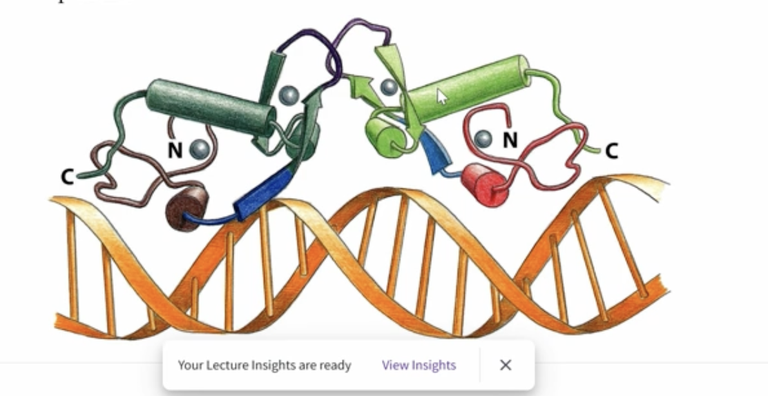 <p>This zinc finger model has 2 Zn ions, one is used in the middle of the motif like normal, and the other one is used to stabilize a loop involved in creating <strong>DIMERIZATION</strong> which bind to DNA as symmetric dimers </p>
