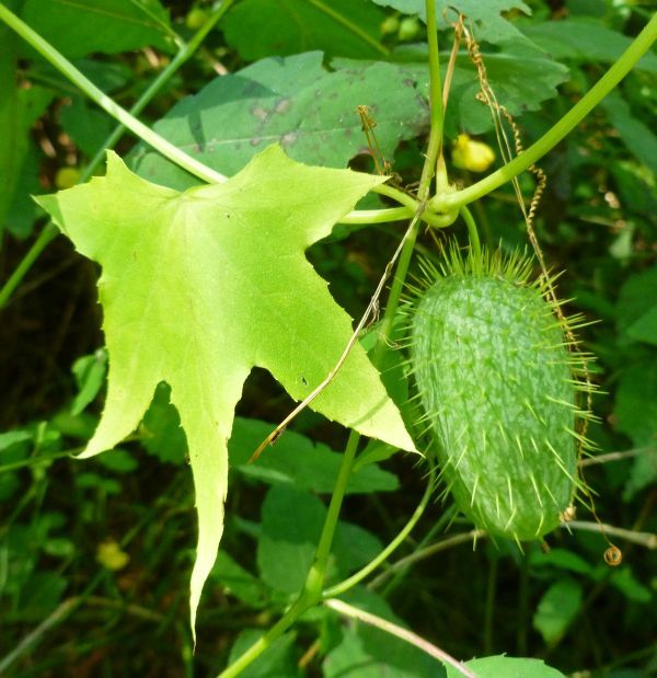 <p>Oneseed Bur Cucumber </p>