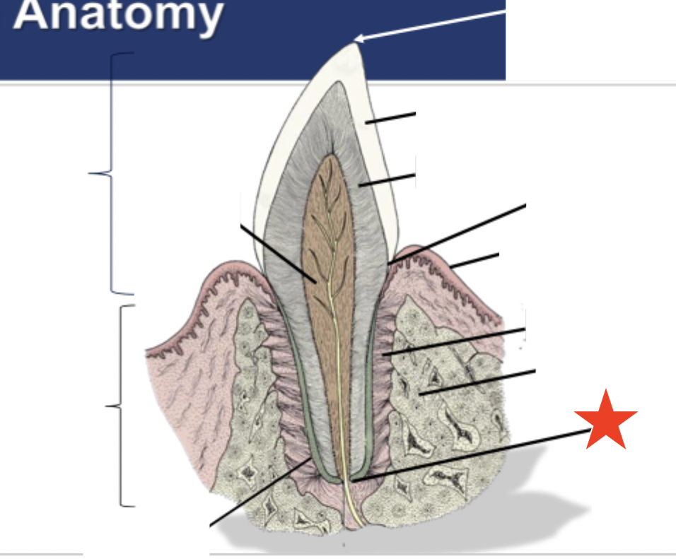 <p>What part of the tooth is indicated by the star?</p>