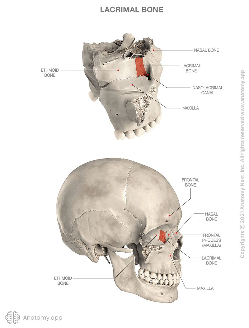 <p>Nasolacrimal canal</p>