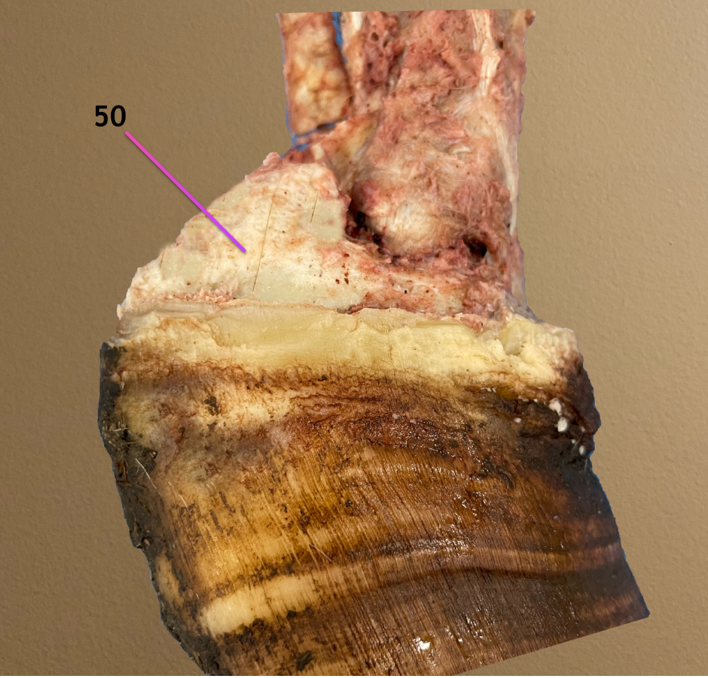 <p>distal limb</p><p>.</p><p>label 50</p>