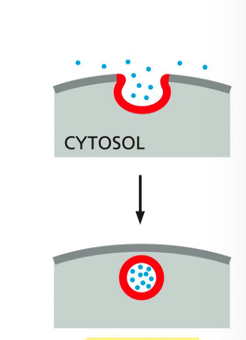 <p><span>extracellular materials are captured by vesicles that <strong>bud inward </strong>from the plasma membrane and are carried into the cell.</span></p>