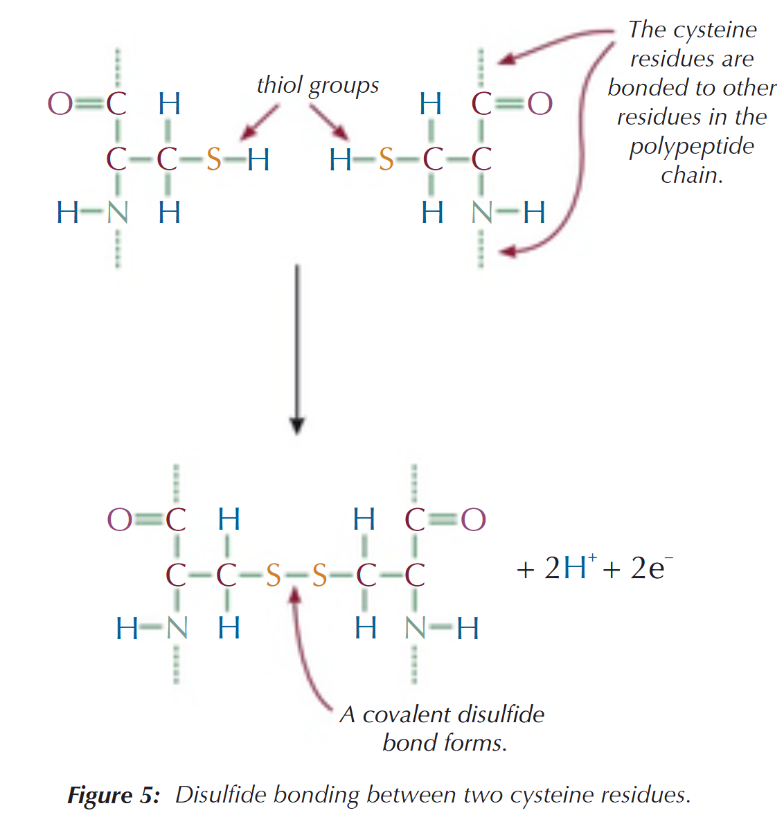 <p>An amino acid that’s part of a protein is called a residue → disulfide (sulfur-sulfur) bonding occurs between residues of the amino acid, cysteine:</p><ul><li><p>cysteine contains a thiol group (-SH) which can lose its H atom &amp; join together to form a disulfide -S-S- bond with another thiol group</p></li><li><p>these disulfide bonds link together different parts of the protein chain &amp; help to stabilise the tertiary structure</p></li></ul><p></p>