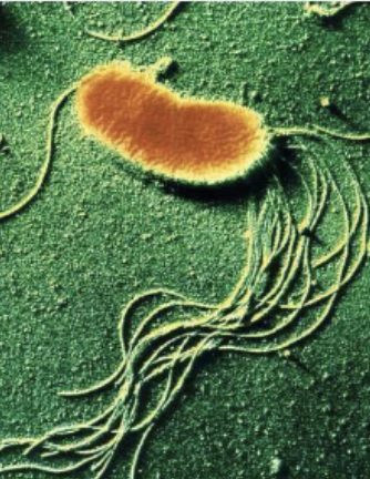 <ul><li><p>Found in huge range of environments</p></li><li><p>Does not usually cause disease in humans</p></li><li><p><span style="color: red;">Frequently encountered as contaminants in clinical labs</span></p></li></ul><p></p>