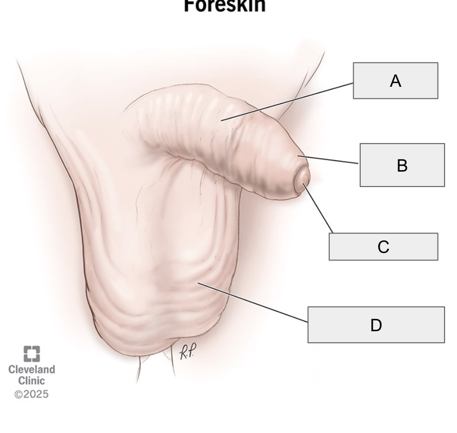 <p>B</p>