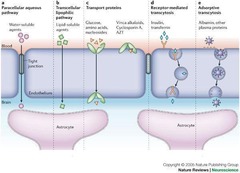 <p>What is the blood-brain barrier (BBB)?</p>