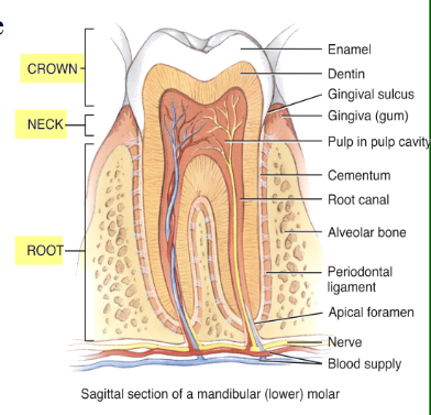 <p>Teeth or dentes: </p><ul><li><p>located in sockets of the mandible and maxillae.</p><ul><li><p>Periodontal ligament - a dense fibrous connective tissue that anchors the teeth.</p></li></ul></li><li><p>three major external regions: the crown, root, and neck.</p><ul><li><p>The neck of each tooth is covered by the gingivae , or gums, which extend slightly into each socket.</p></li></ul></li></ul><p>Dentin: </p><ul><li><p>calcified connective tissue that forms most of the tooth.</p><ul><li><p>Enamel: harder-than-bone calcified non-living material, covers the crown</p></li><li><p>Pulp provides nutrition</p></li><li><p>20 dentitions as a child</p></li><li><p>32 as an adult</p></li></ul></li></ul><p></p>