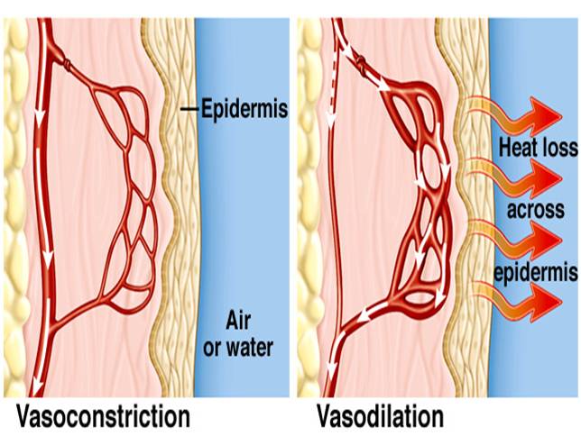 <p>Vasodilation</p>
