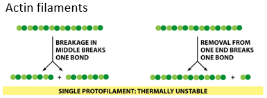 <p>What must be broken to sever an actin filament?</p>