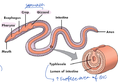 <p>pharynx, crop or gizzard:</p><ul><li><p>extra muscle</p></li><li><p>high mechanical breakdown</p></li><li><p>pulls food in</p></li></ul><p></p>