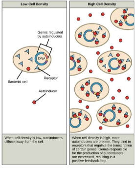 <p>Signaling in single celled organisms: bacteria</p>