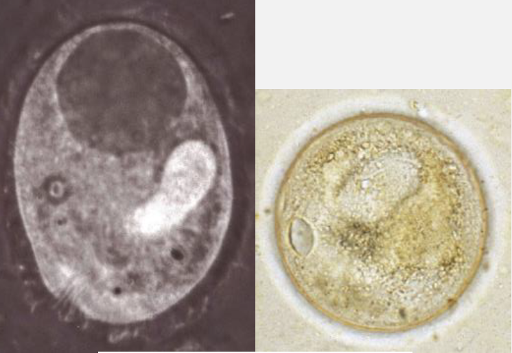 <p>Name this Alveolate: where it lives, hosts</p>