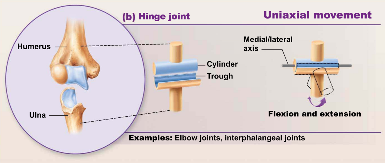 <p>Surfaces of the articulating bones are rounded, allowing movement at right angles to the joint (producing flexion/extension)</p><ul><li><p><u>Examples</u>:</p><ul><li><p>Ankle joints</p></li><li><p>Elbow joints</p></li></ul></li></ul><p></p>
