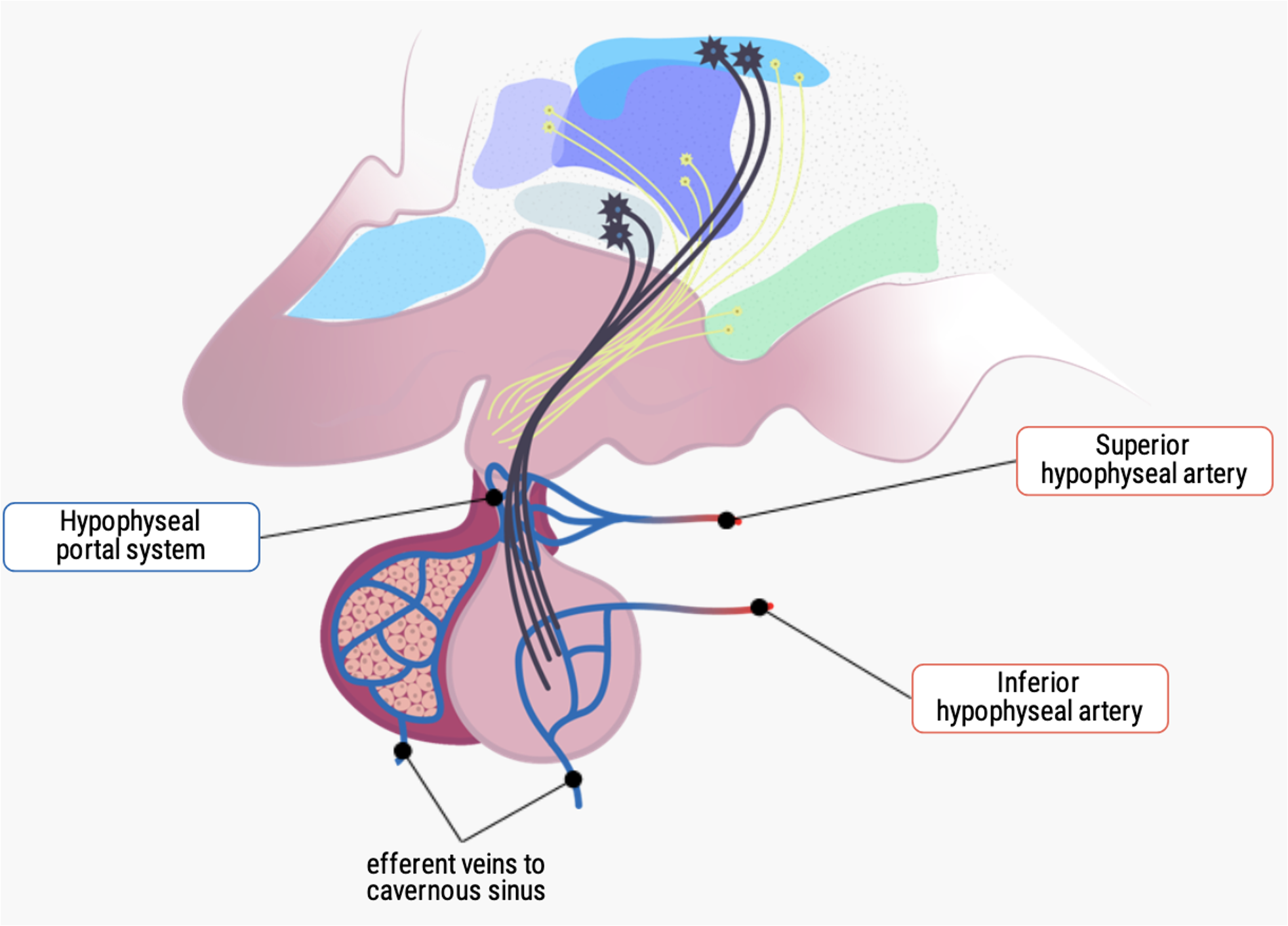 <ul><li><p>Through the extensive arterial and venous system!</p></li><li><p>Hormone release is regulated by the <strong>Hypophyseal portal system</strong>, which carries hypothalamic releasing hormones to the anterior pituitary.</p></li><li><p>The gland has a <strong>rich blood supply</strong>:</p><ul><li><p><strong>Superior and inferior hypophyseal arteries</strong> bring blood in.</p></li><li><p><strong>Efferent veins</strong> carry hormones from the pituitary to the rest of the body.</p></li></ul></li></ul><p></p>