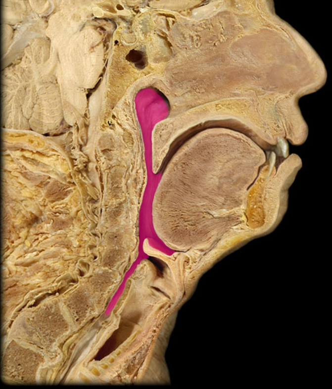 <p>What organ is this?</p>