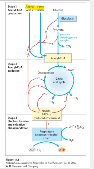<ul><li><p>we still need E, in the form of cellular E in ATP to do work, even w/o the presence of Glucose</p></li></ul><p>(Fatty Acids)</p><ul><li><p>turned to first. Beta Oxidation breaks them down into Acetyl CoA, which can be fed into the TCA cycle</p></li><li><p>then as before, this adds e to e carriers which power the e transport chain to generate ATP via ATP synthase</p></li></ul><p>(AAs)</p><ul><li><p>can be broken down to form Acetyl CoA, which can go into the rest of respiration as before</p></li></ul><p>(drawbacks?)</p><ul><li><p>some cells require glucose for ATP generation</p></li><li><p>eg Red Blood Cells lack mitochondria, so require gluc for Glycolysis to generate ATP</p></li><li><p>eg Nerve Cells highly prefer gluc use</p></li><li><p>how do we maintain gluc in times of deprivation, especially for cells that require it for ATP genreation (RBCs and Nerve cells very important in the body! we need to carry O2 for cellukar function, we need brain to function!)</p></li></ul><p>(solution)</p><ul><li><p>Gluconeogenesis, the inverse pathway of Glycolysis occurring primarily in the Liver (vs Glycyolsysi occurring primarily in the muscles & brain), to create Gluc instead of breaking it down</p></li><li><p>is costly (4ATP + 2GTP + 2NADH) and generates NO energy or e carriers. BUT is physioologcially essential in the times of requirement</p></li><li><p>overall, required for Gluc generation, in intense times of deprivation / glycogen depletion, for specific cell types that require Glucose for ATP generation </p></li><li><p>eg starvation, vigourous excerise, inability to genreate glucose form fatty acids (and must use AAs which is harmful - degrading proteins)</p></li></ul><p></p>