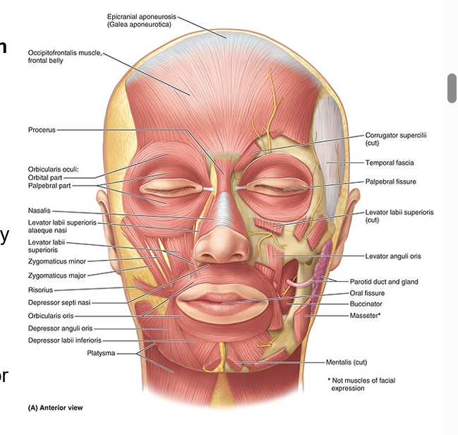 <ul><li><p>in subcutaneous tissue of ant and post scalp, face, and neck</p></li><li><p>attach to bone or fascia and produce their effects by pulling the skin</p></li><li><p>innervated by CN VII &amp; facial nerve</p></li></ul><p></p>