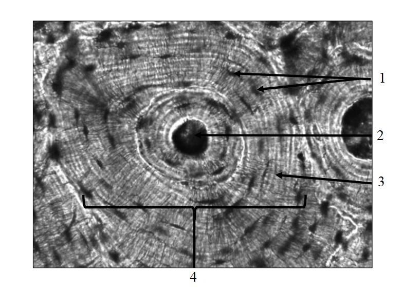<ol><li><p>What is the name of this tissue?</p></li><li><p>Name terms 1-4.</p></li></ol><p></p>