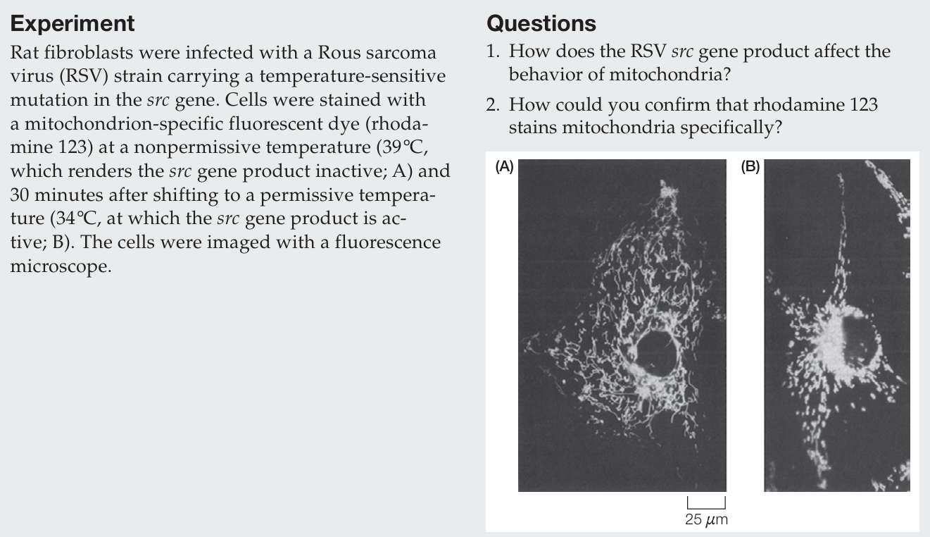 <p>How could you confirm that rhodamine 123 stains mitochondria specifically?</p><p></p>