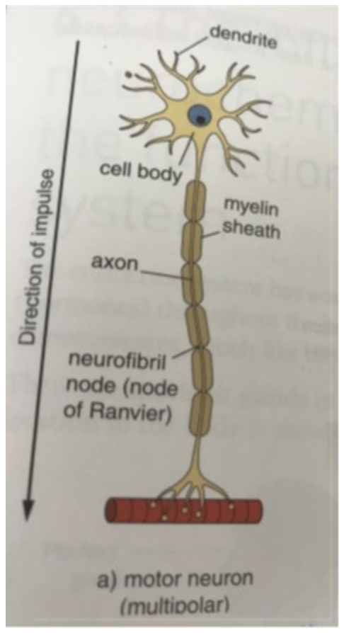 <p><span>This neuron has its cell body in the CNS, and its axon projects outside the CNS. The message will go to a voluntary muscle, an involuntary muscle, or a gland. These are called effector organs. This is how the CNS controls the rest of your body. For example, motor neurons make your muscles contract and relax, so that you can move.</span></p>