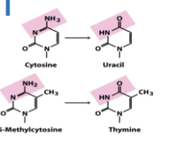 <p>Remove nitrogen</p>