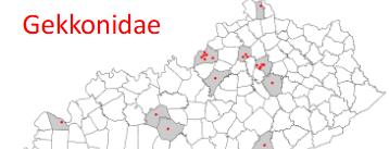 <p>Hemidactylus turcicus</p>