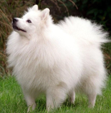 <p>welk type hond is dit</p>