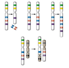 <p>Which chromosome is which? Deletion, duplication, inversion, translocation</p>