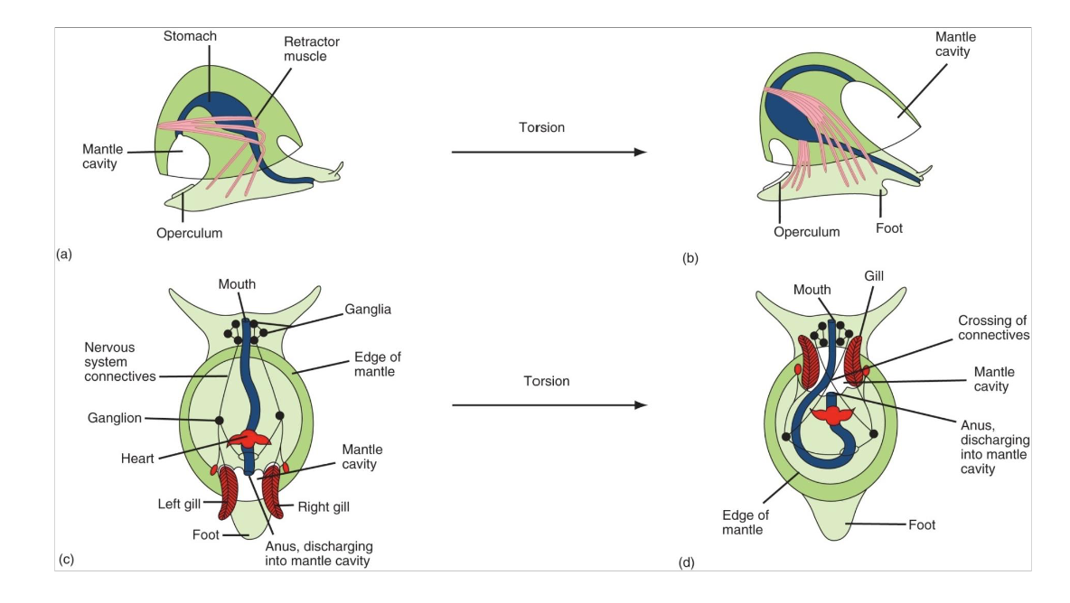 <p>While <strong>ancestors only had larvae, modern have torsion twisting</strong></p><p>Larval form <strong>visceral mass twists 180 counterclockwise</strong></p><p>Results in: <strong>cavity superior to head, gills above head, anus feeding into area above head</strong></p><p>Hypothesized as protecting head which can withdraw into cavity</p>