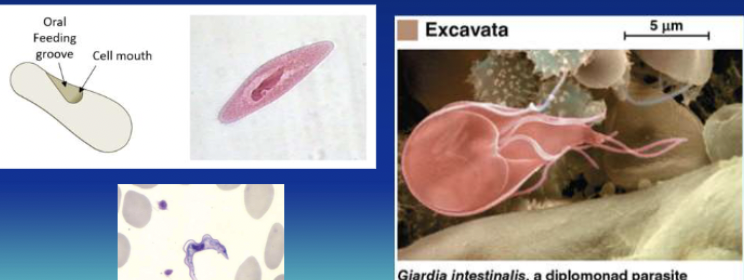 <p>What is the first supergroup? </p><p></p>