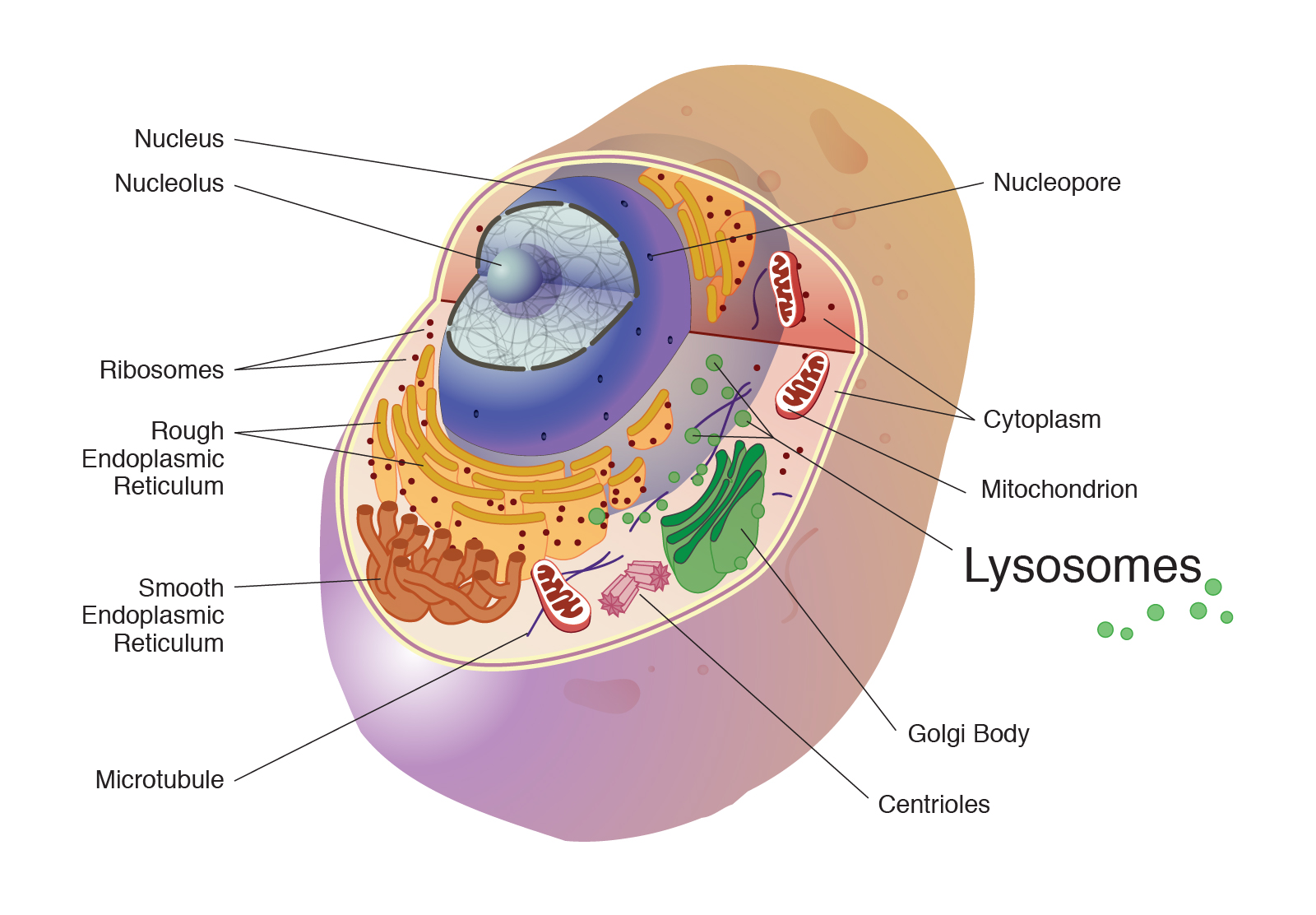 <p>Lysome </p>