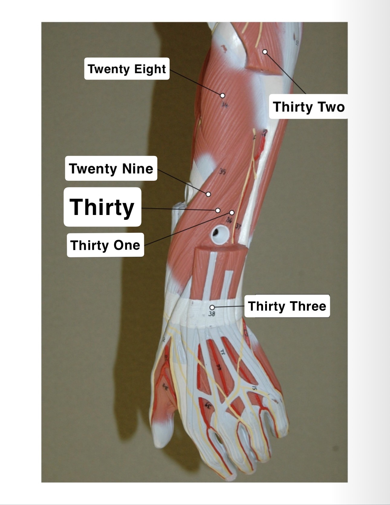 <p>Thirty One?</p>