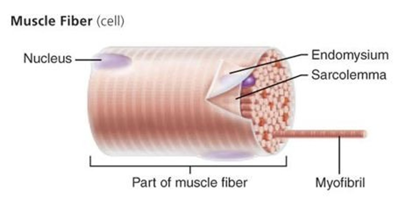 <p>Thin connective tissue surrounding each individual muscle fiber.</p>