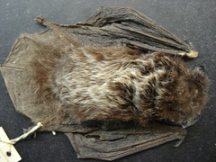 <p>Lasionycteris noctivagans</p>