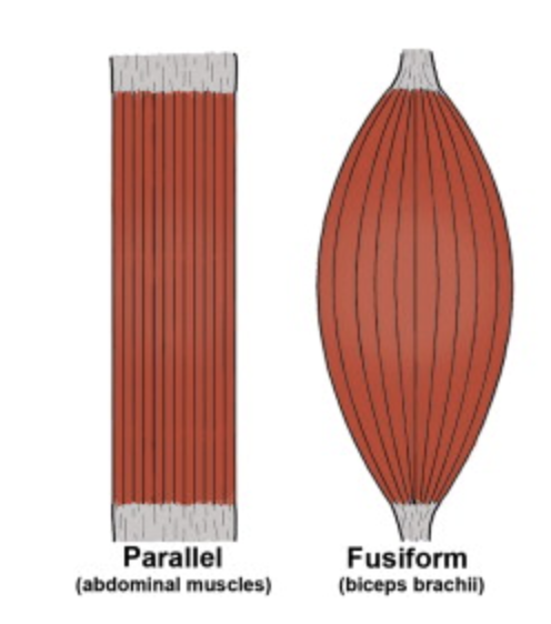 <p>Parallel to line of force </p>