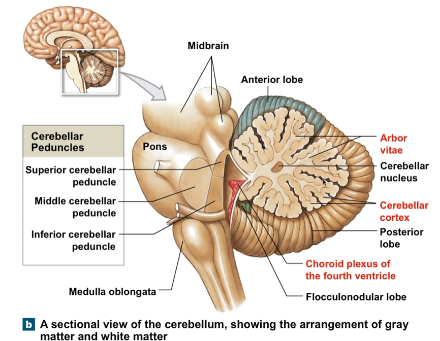 <p>Fine motor movements</p><p>Purkinje Cells</p>