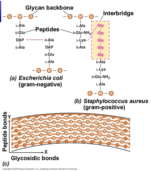 <ul><li><p>Creates peptide cross links between adjacent glycan strands → establishing peptidoglycan’s functional structure</p></li><li><p>Typically links D-ala of one peptide chain to nearby DAP (Gram neg) or inter-bridge (Gram pos)</p></li><li><p>Glycosidic bond: covalent link one sugar to another (or other molecule), form glycan backbone</p></li><li><p>Pentapeptide: subunit of peptidoglycan (peptide bond high energy, used to facilitate cross link)</p></li><li><p>Bactoprenol: sits in membrane, carrier that flips pentapeptide across</p></li></ul><p></p>