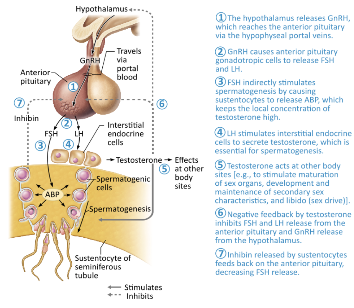<p><span>Which hormone promotes the formation of male secondary sex characteristics such as the appearance of pubic, axillary, and facial hair; enhanced hair growth on the chest; and a deepening voice?</span></p><table style="min-width: 25px;"><colgroup><col style="min-width: 25px;"></colgroup><tbody><tr><td colspan="1" rowspan="1" style="margin: 0px; padding: 0.3em; position: relative;"><p><br>follicle-stimulating hormone (FSH) &nbsp; &nbsp; &nbsp; &nbsp;</p></td></tr><tr><td colspan="1" rowspan="1" style="margin: 0px; padding: 0.3em; position: relative;"><p>gonadotropin-releasing hormone (GnRH) &nbsp; &nbsp; &nbsp; &nbsp;</p></td></tr><tr><td colspan="1" rowspan="1" style="margin: 0px; padding: 0.3em; position: relative;"><p>testosterone &nbsp; &nbsp; &nbsp; &nbsp;</p></td></tr><tr><td colspan="1" rowspan="1" style="margin: 0px; padding: 0.3em; position: relative;"><p>luteinizing hormone (LH)</p></td></tr></tbody></table><p></p>