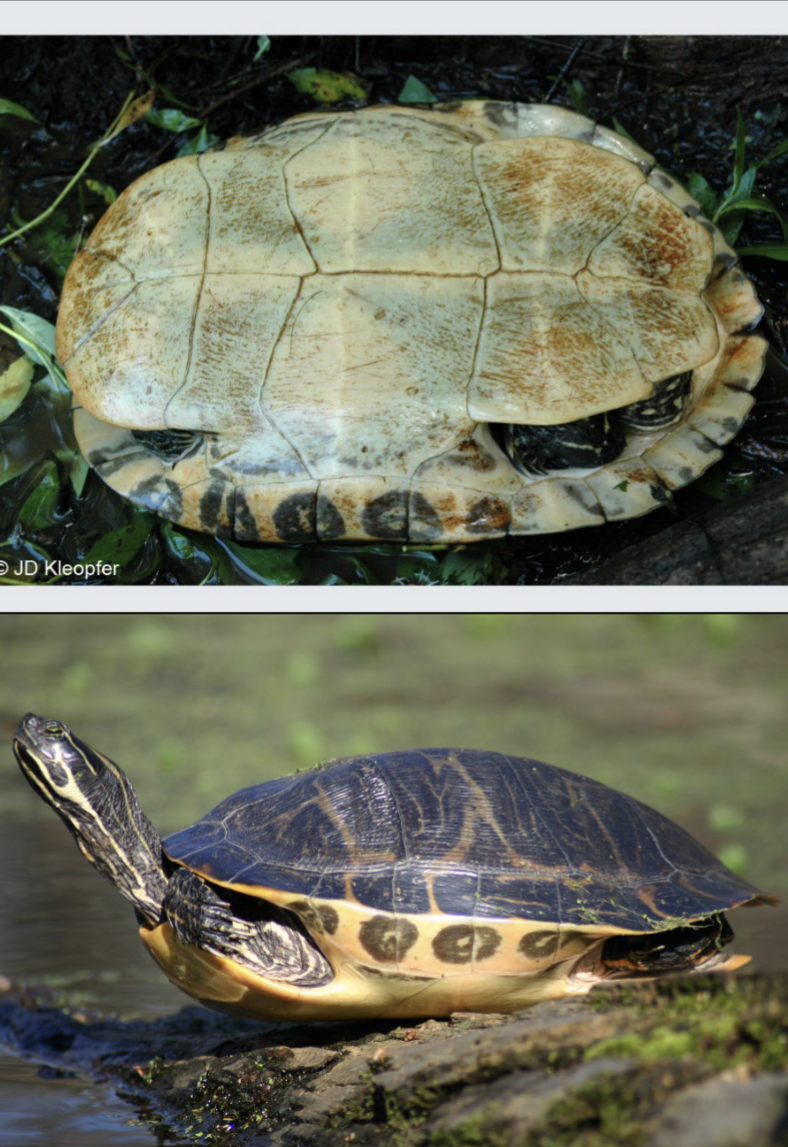 <p>black to brown carapace with</p><p>prominent patterns of orange or pink,</p><p>head with orangish to yellowish</p><p>stripes; underside of marginal scutes is</p><p>yellow/orange with open, <strong>dark marks that resemble targets, elonngated U shape on side of face.</strong></p><p>often shot </p><p><strong>dist: </strong>lower W and C KY</p>