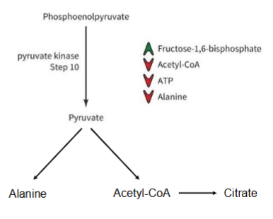 <ul><li><p>If there are more reagents, F-1,6-BP does feed-forward activation</p></li><li><p>If too much ATP, shut down energy production</p></li><li><p>Acetyl-CoA and alanine (downstream products) build up → slow down reaction</p></li></ul><p></p>