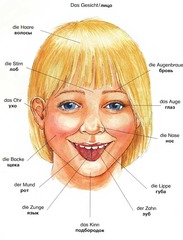 <p>face</p>
