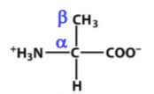 <p>non-polar; hydrophobic amino acid; just a methyl group on the side chain</p><p></p><p>A</p>