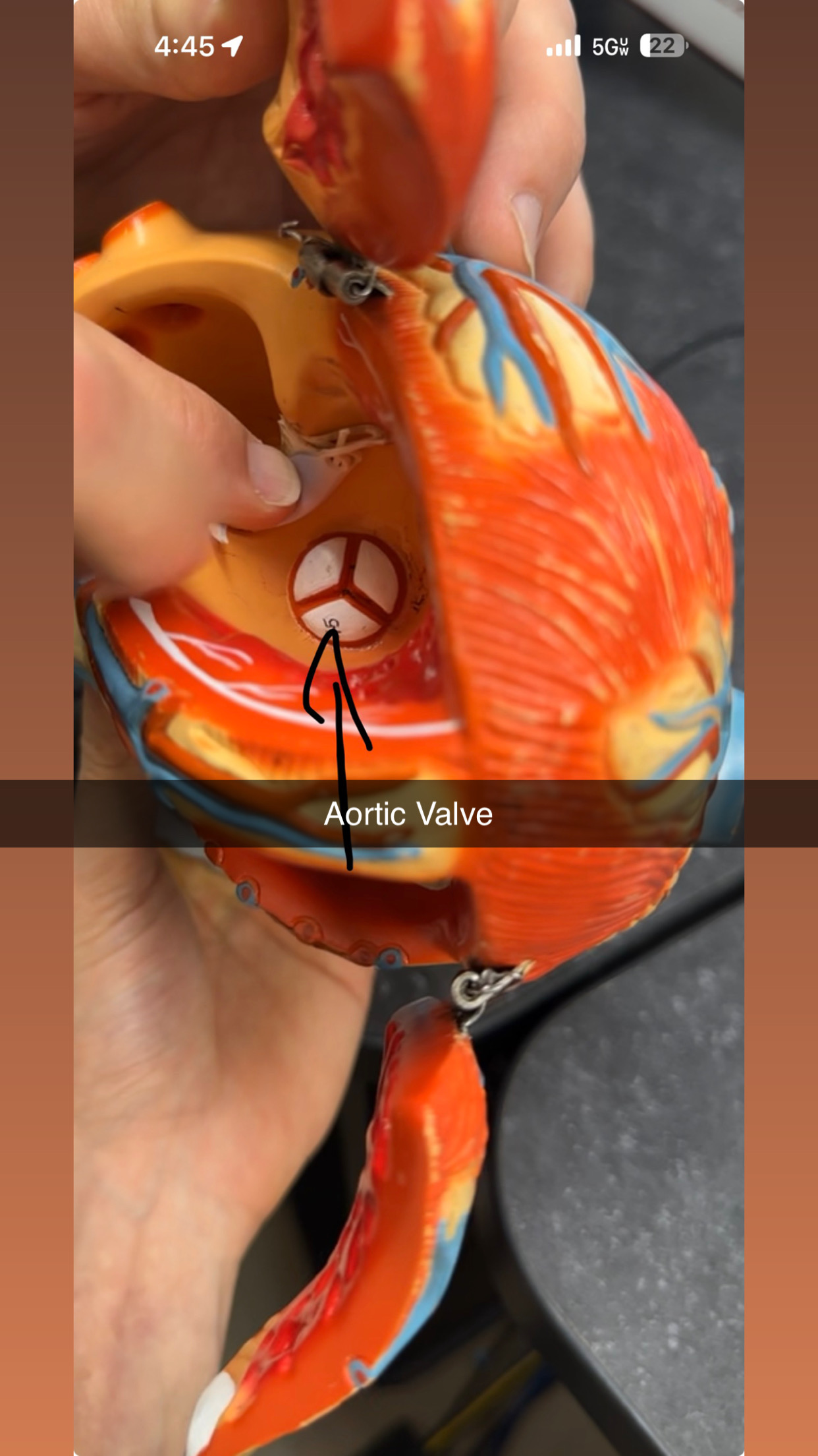 knowt flashcard image