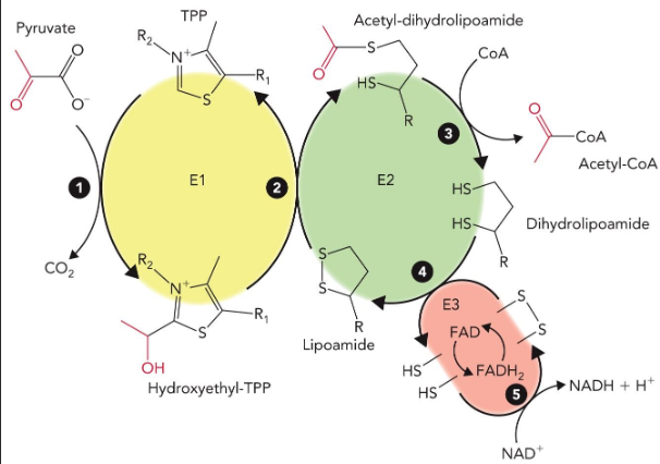 <ol><li><p>Decarboxylation - attaches to TPP cofactor, lose CO2!</p></li><li><p>Activation of Ac - thioester formed; hydroxyethyl group is oxidized/ reacts with disulfide of lipoamide attached to Lys of E2, which acts as the oxidant and is itself reduced</p></li><li><p>Transthioesterification - Acetyl-CoA production; occurs in active site of E2 with CoA; dihydrolipoamide is now fully reduced</p></li><li><p>Oxidation of dihydrolipoamide - transfers 2e-, 2 H+ to E3 disulfide, which then gets re-oxidized and reduces FAD to FADH2</p></li><li><p>Oxidation of FADH2 to FAD by NAD+ to produce NADH + H+ - regenerates  FAD</p></li></ol><p></p>