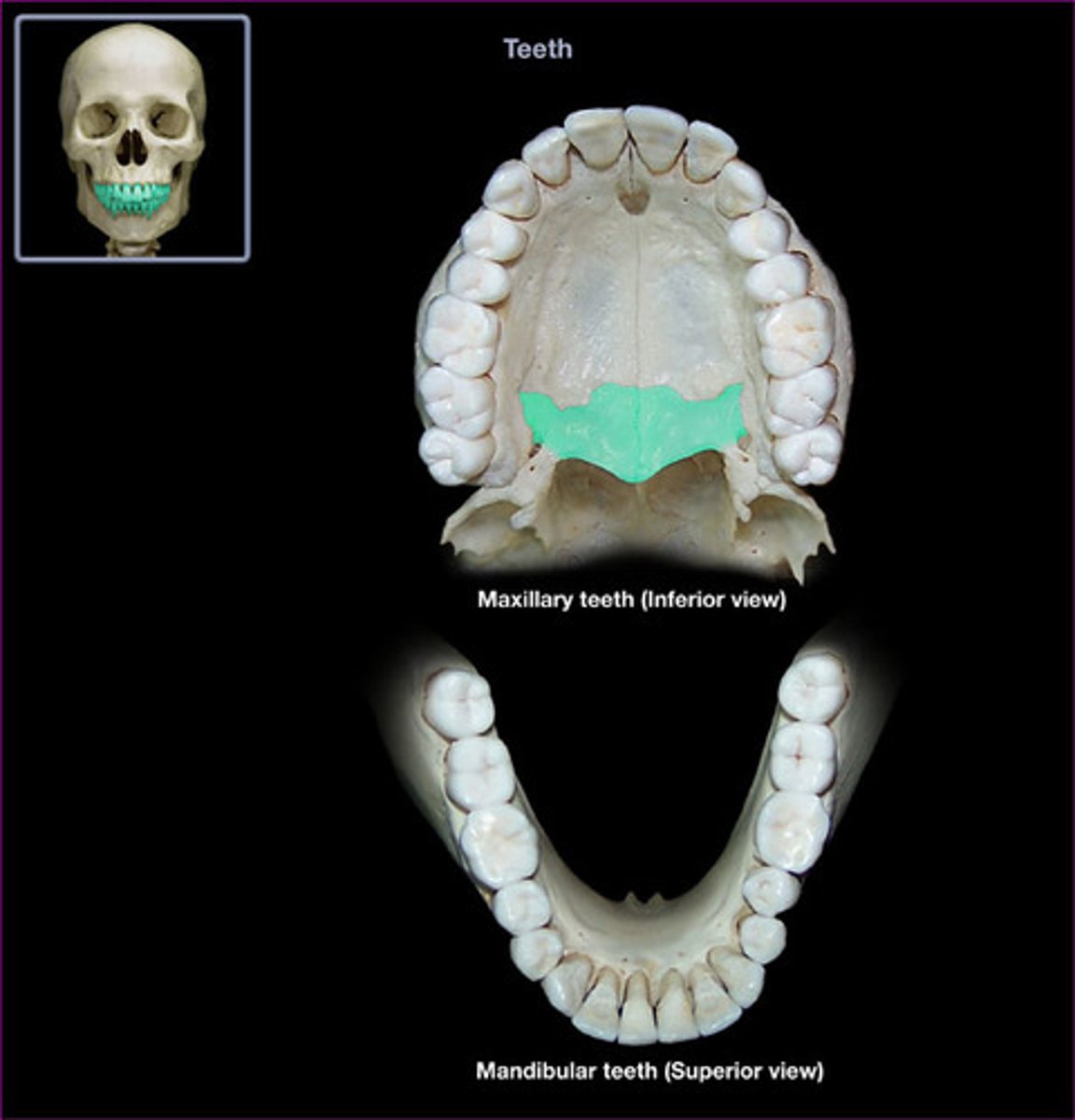 <p>{TYPE OF FEATURE}</p>