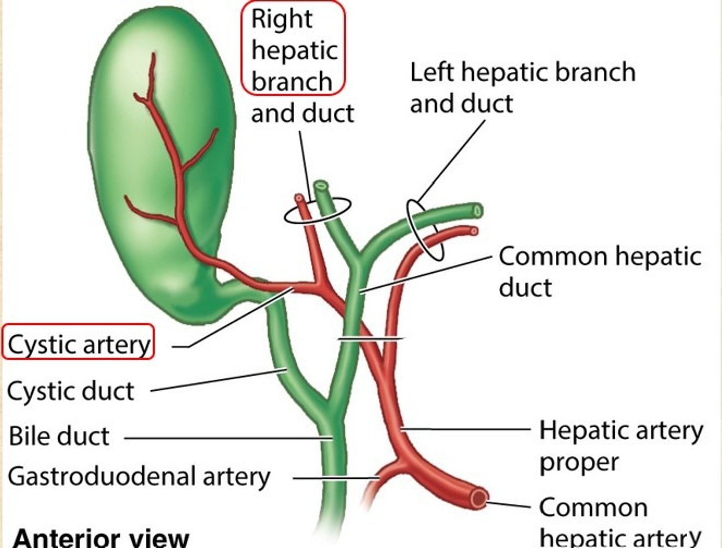 <p>cystic artery (branch of hepatic artery)</p>