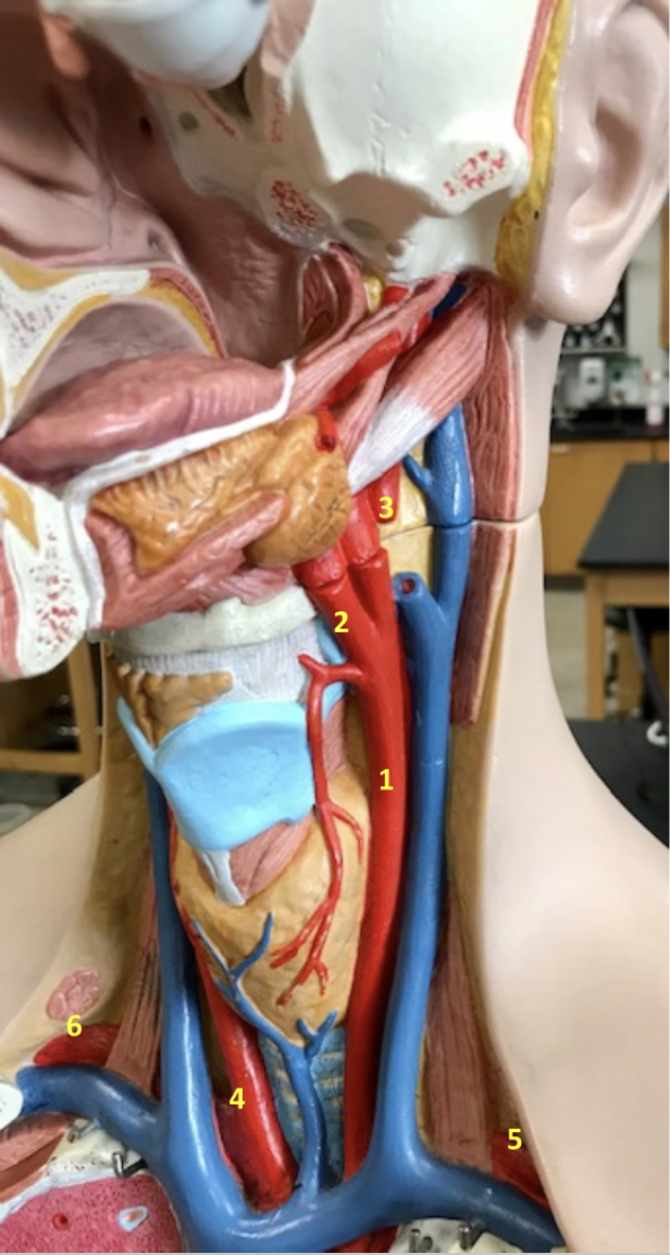 <p>Thorax/Neck</p><p>1. Left common carotid artery</p><p>2. Left external carotid artery</p><p>3. Left internal carotid artery</p><p>4. Right common carotid artery</p><p>5. Left subclavian artery</p><p>6. Right subclavian artery</p>